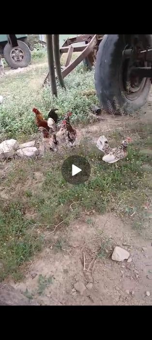 Карликовые куры Бентамка