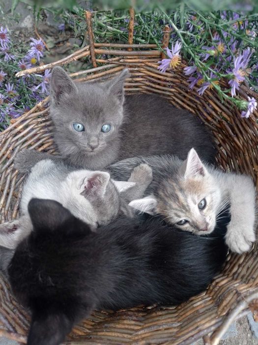 Animale pentru adopție