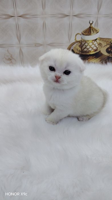 Zalotisti shinshilla