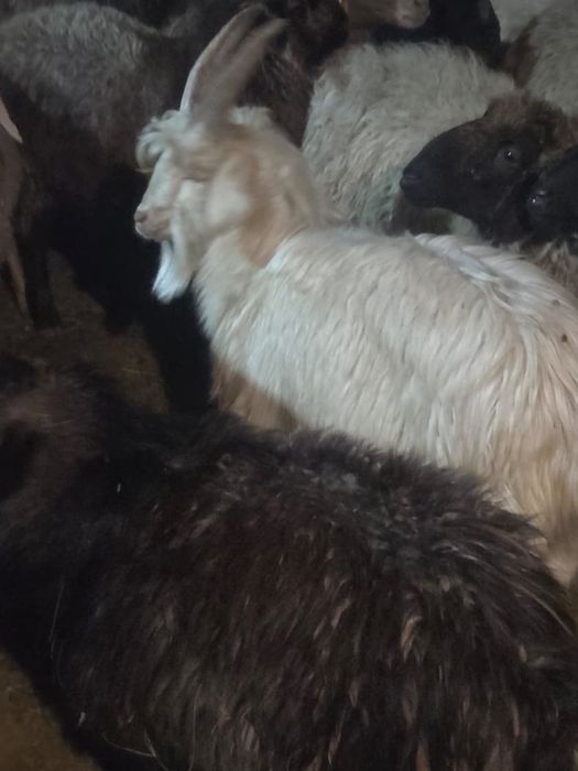 Продаю коз от 25000 тенге