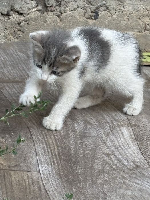 Отдам котят в хорошие руки