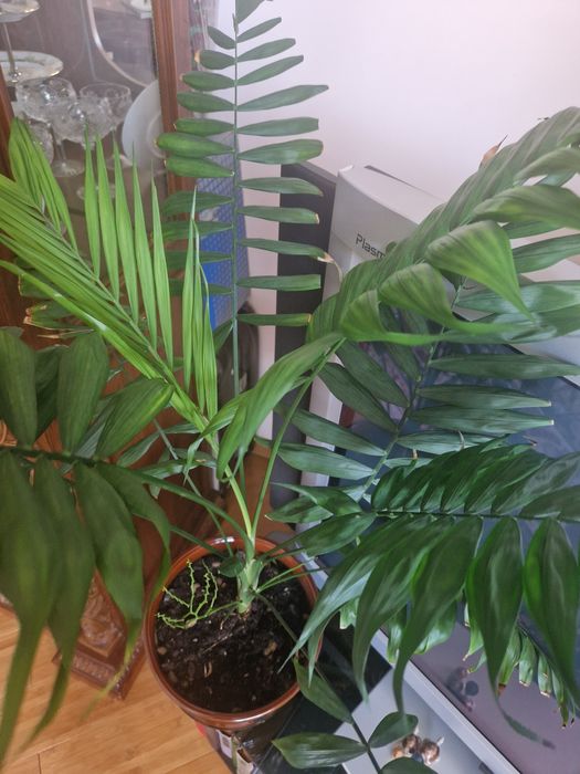 Комнатные растения