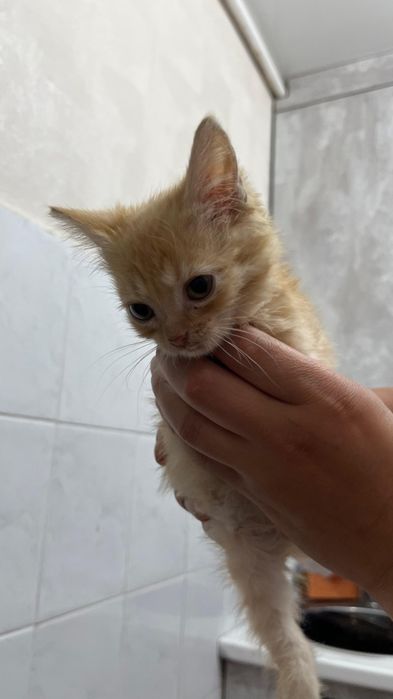 Отдам домашних котят в добрые руки