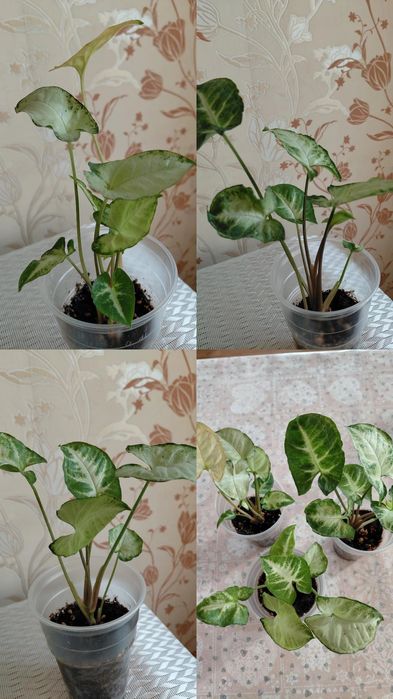 Продам   комнатные цветы