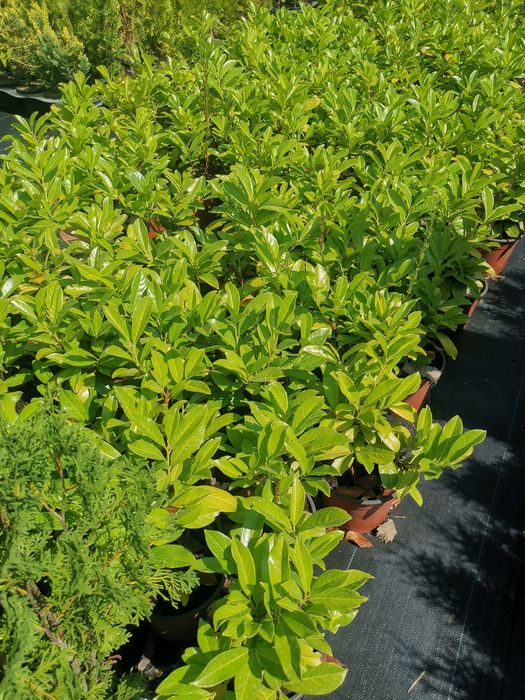 Лавровишна цена 6лева