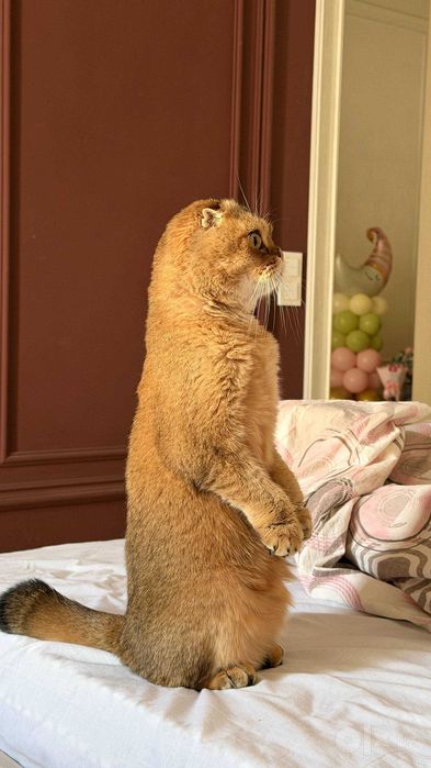 Шотландская вислоухая кошка (скоттиш-фолд) (Scottish Fold)