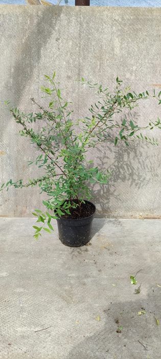 Продажа деревьев и кустарников