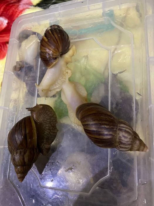 Ulitkalar 12 sm 15 smdan