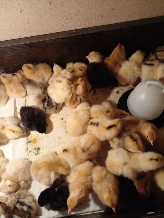 Продам цыплят несушки домашние