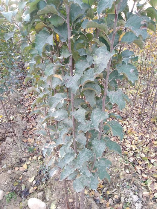 Koʻchatlar кучатлар 200 xil kuchatlar