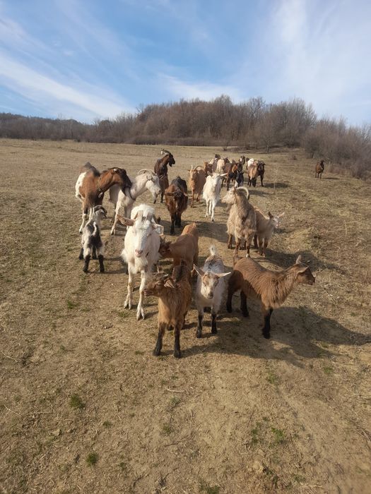 Vand capre bune de lapte cu iezi după ele in Copqcioasa  Gorj