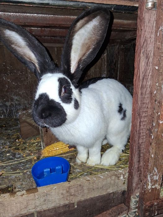 Vind iepurita montat Fluture Janet