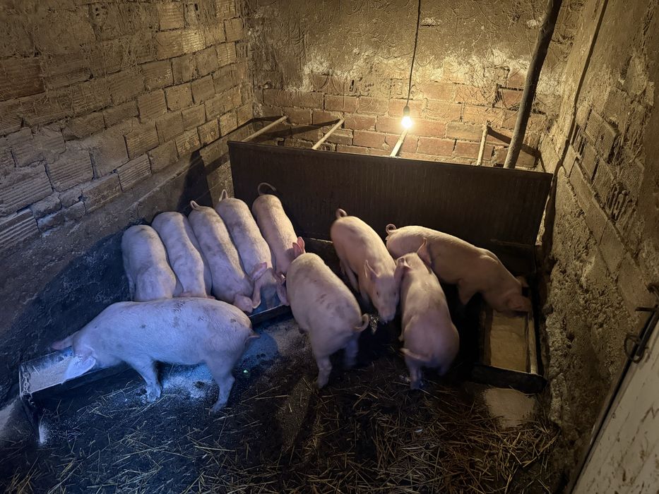 Прасета от 20-26 до 27 кг