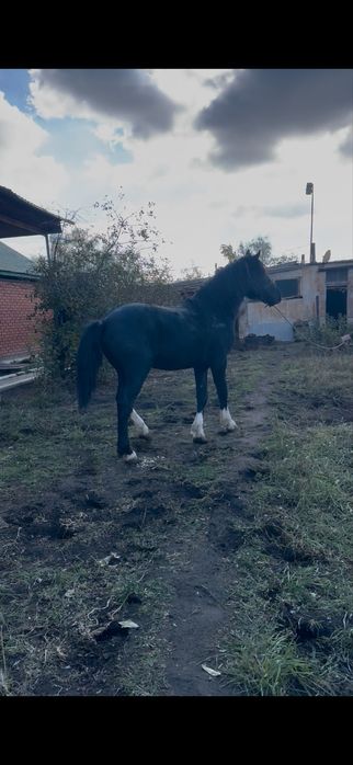 Продам жеребца полу