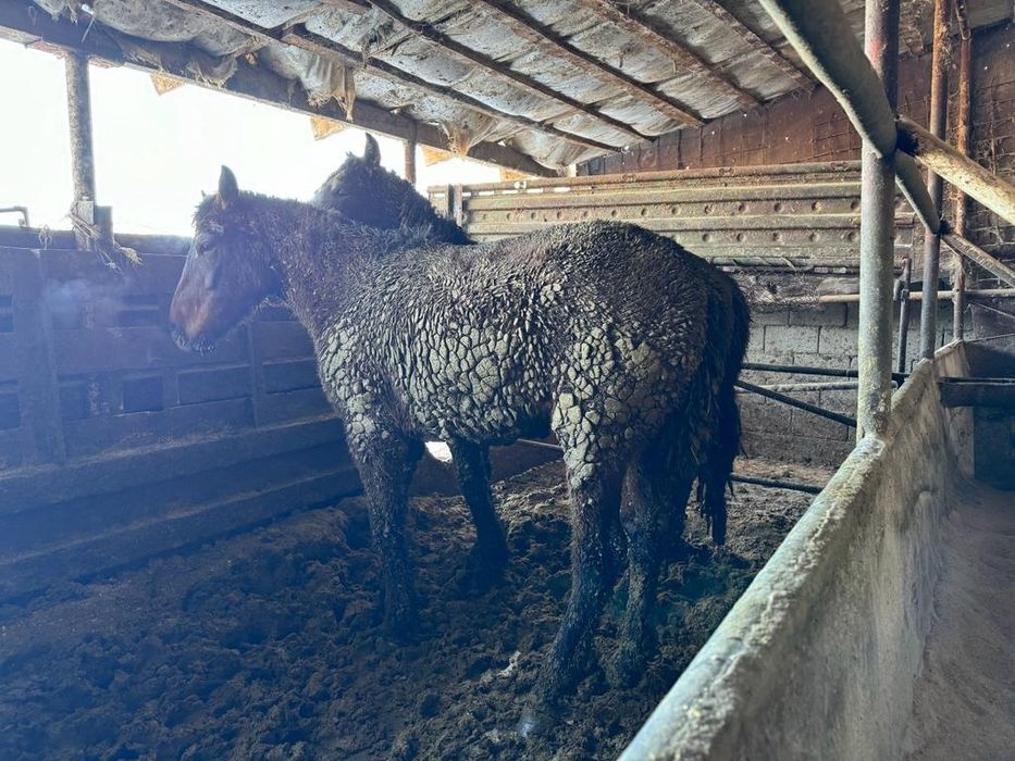 Продам лошадей приходите посмотрите