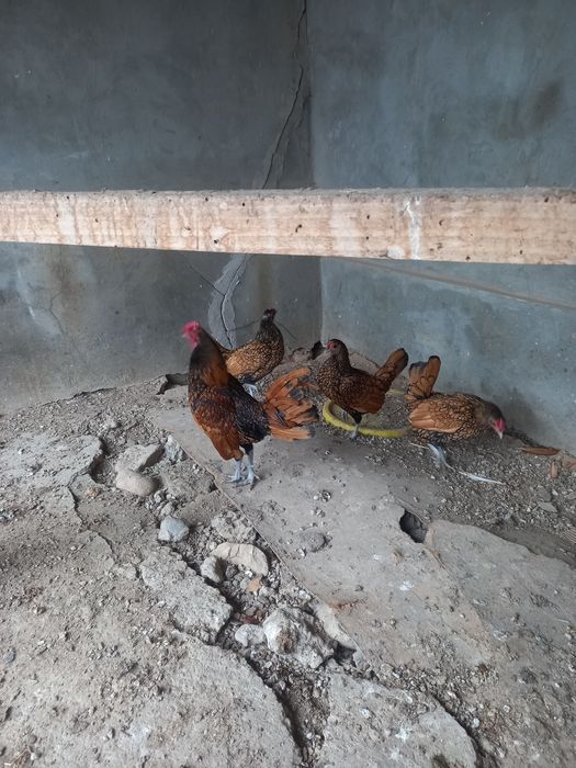 Залатой сибрайт тухумлари