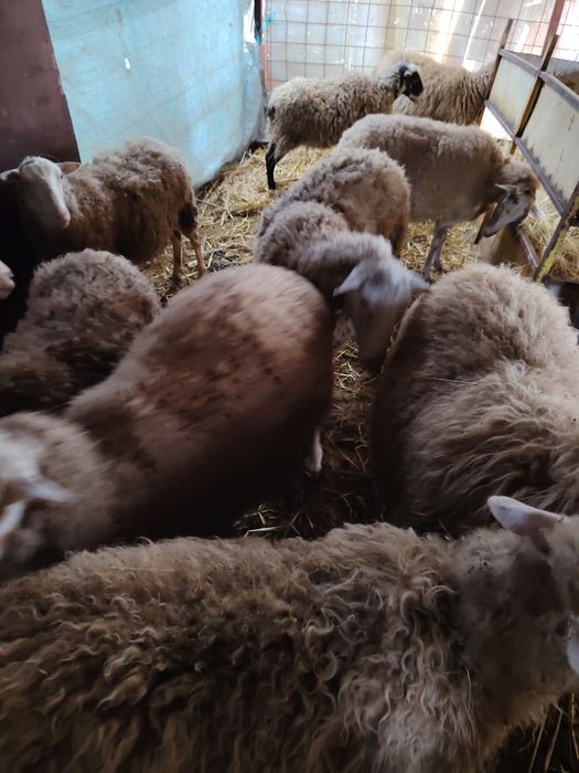 Oi și  miei  de  vânzare  carcasa preț 40 ron