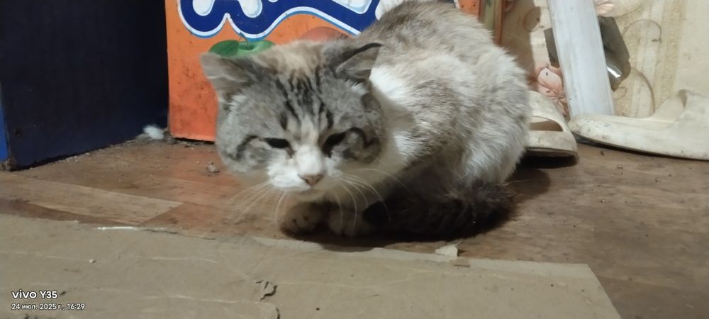 Отдам хорошие руки