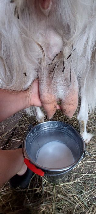 Țap și capre cu lapte ,și 3 iezi de vânzare