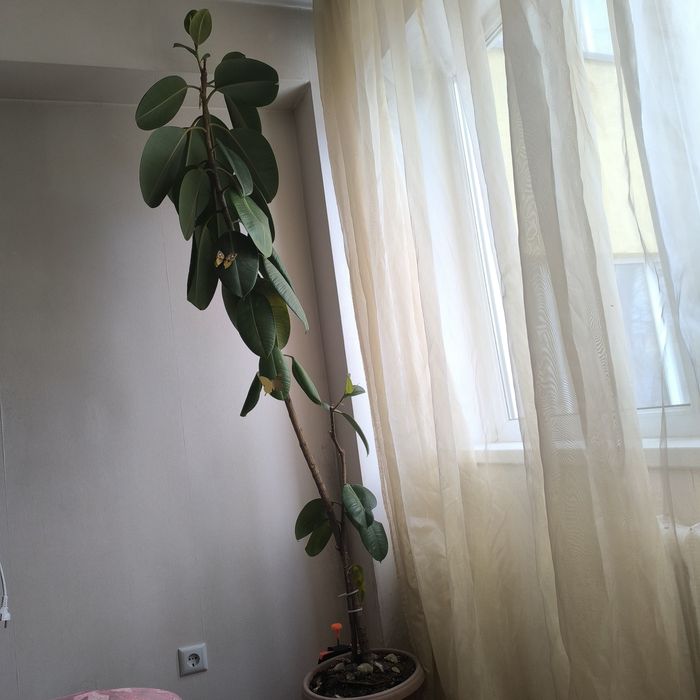 Цветы комнатные, Фикус.