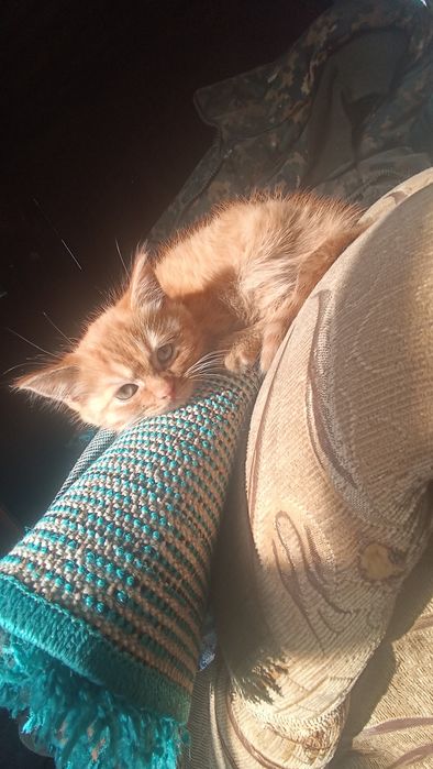 Отдам за шоколадку