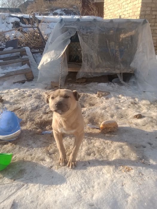 Пид булд кушык сатам