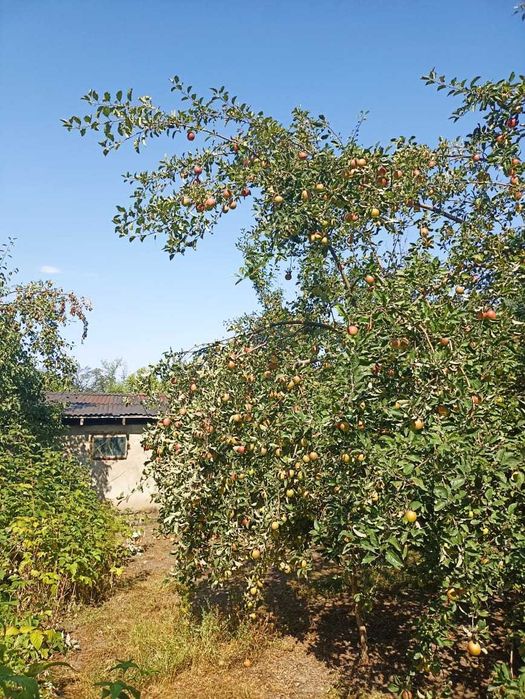 Продам Два дома, усадьбу 28,8 соток, делимый, сауна, навес, хозпостр.