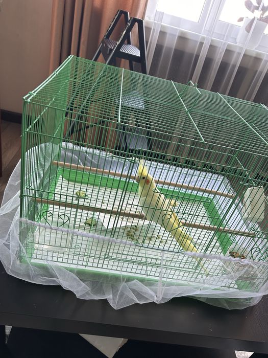 Попугай Корелла