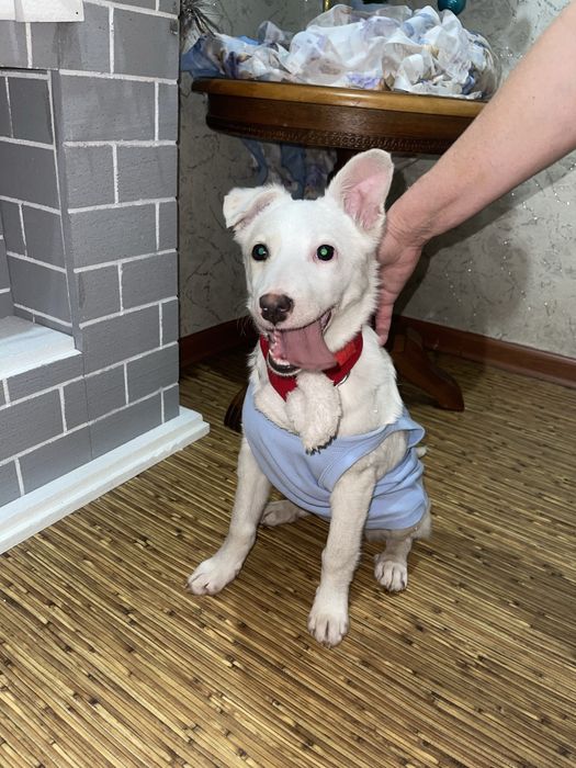 Щенок белой овчарки