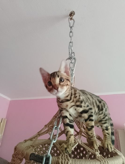 Бенгальские котята