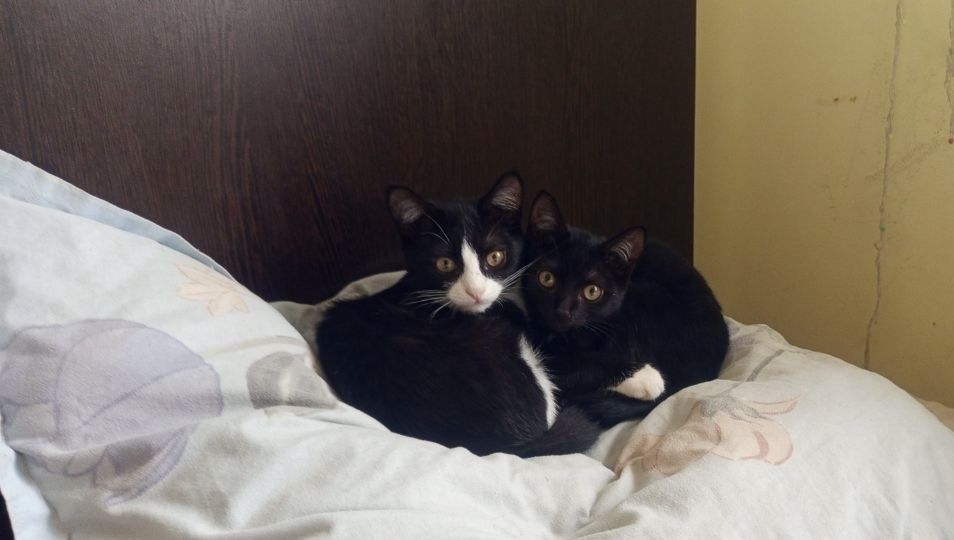 Отдаю котят  в добрые руки