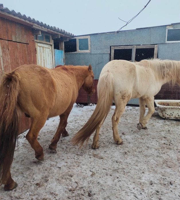 Продам двух лощадей 2 ( Мерин) обученные