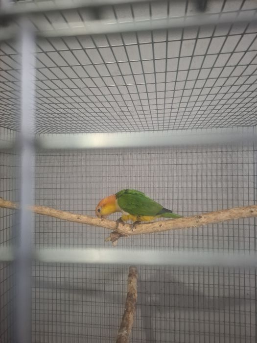 Caique cu cap portocaliu blând