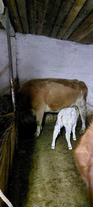 Сиыр: Симментальской , ак бас. Бұзаулары ұрғашы 
Про