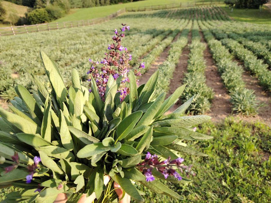 Apă de Salvie (Hidrolat)