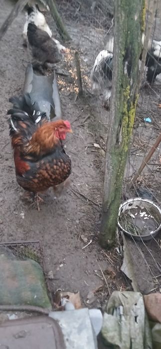 Cocoși gold găini brahma din primăvară