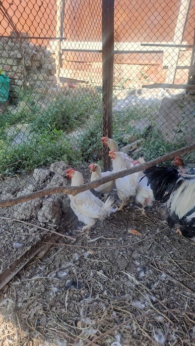 Товуклар сотилади.Tovuqlar sotiladi.