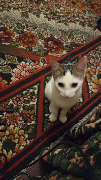 Donez pisic alb cu negru