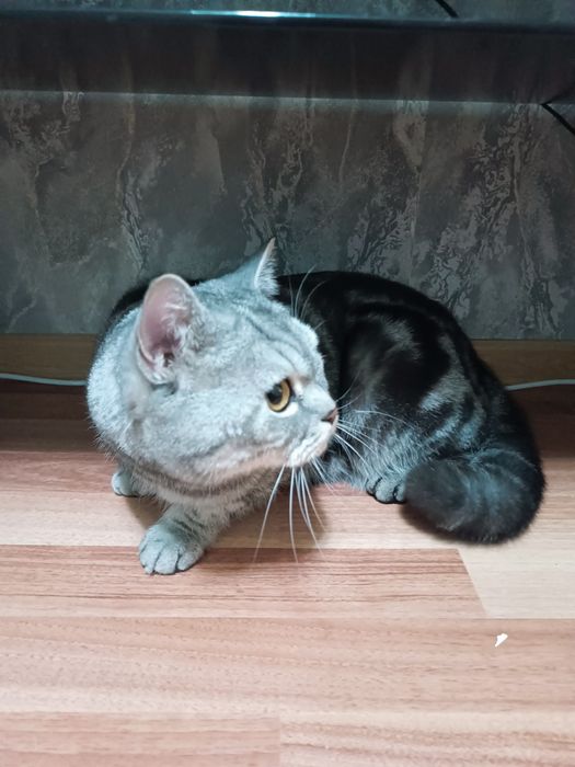 Мысық сатамын 250 000