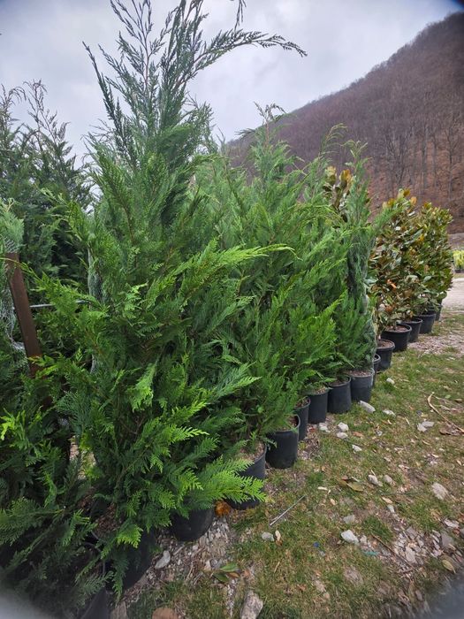 Leylandy rata de prindere 100%