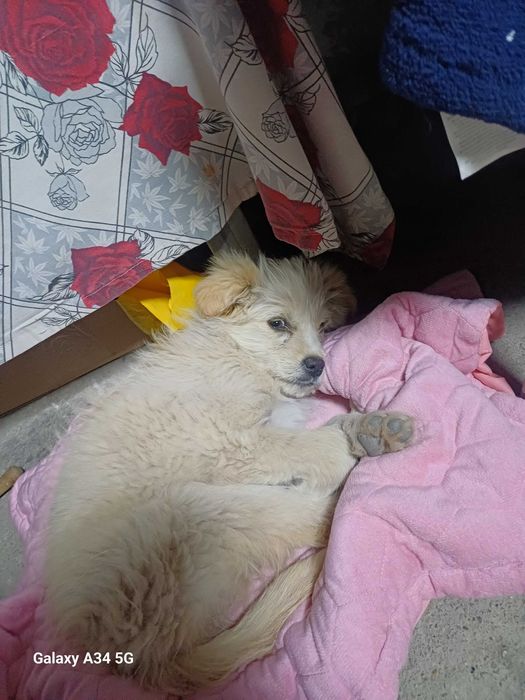 Donez catelus aruncat la mine in curte