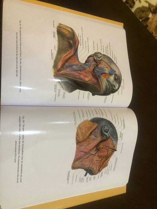 Топографический Атлас по анатомии Эдуарда Пернкопфа Том 1 Голова и Шея