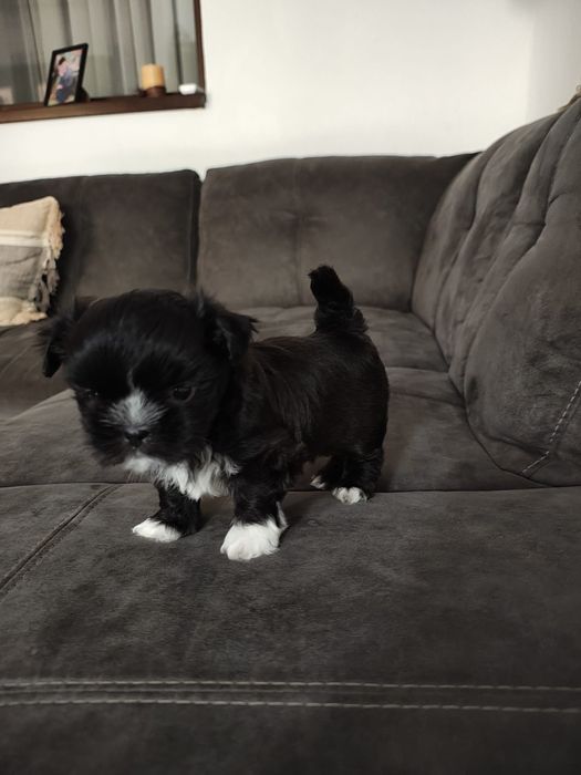 Vând cățel Shih Tzu