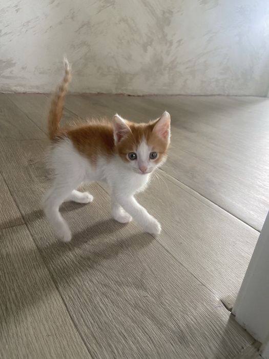 Шикарные котята !