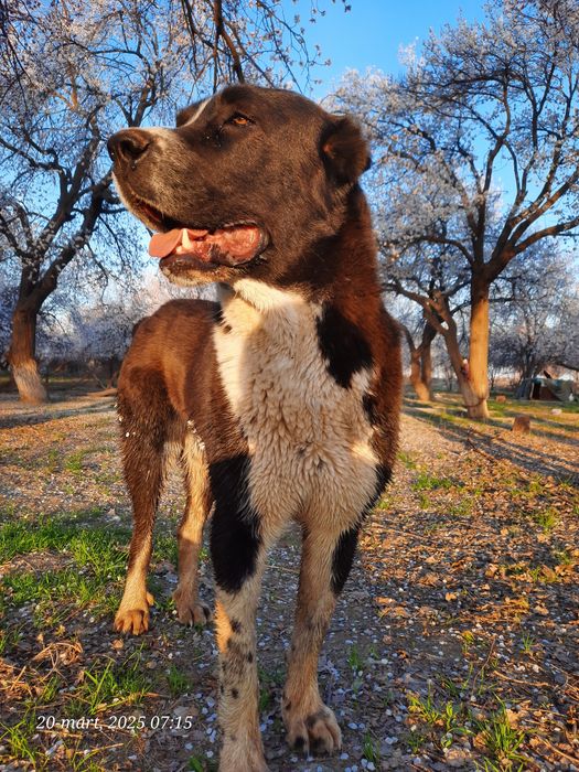 Alabay boʻribosar алабай