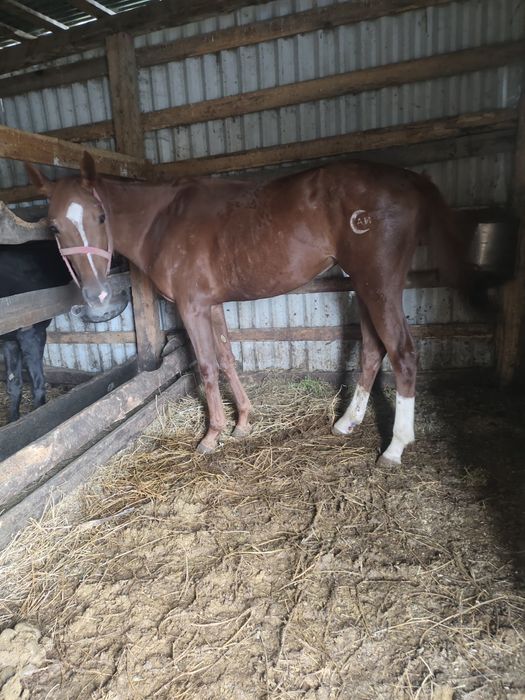 Продаётся англоарб кобылка