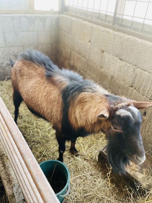 Vand un tap alpin francez deosebit si 2 caprite la prima fatare Casin ...