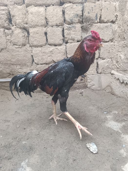 Дакан қораз сатлады