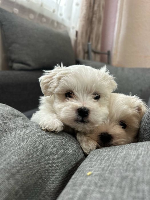Bichon maltese miki toy