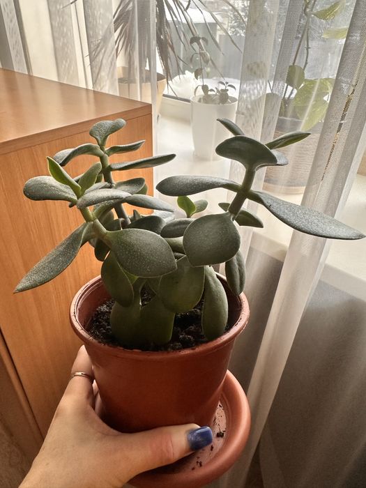 Денежное дерево цветок